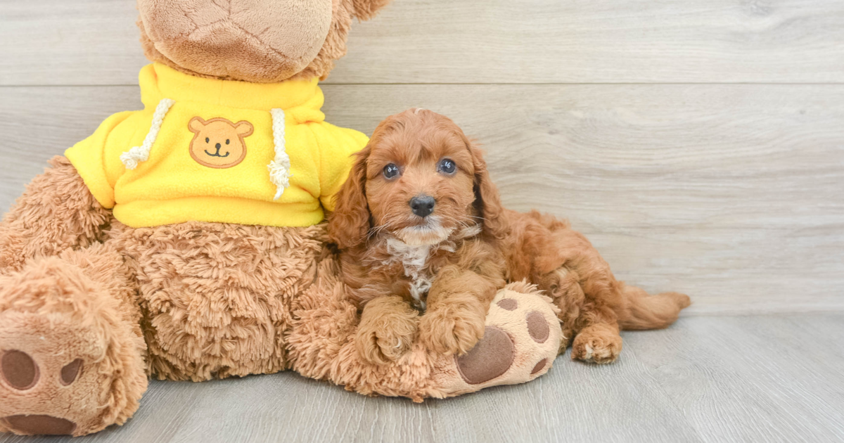 Playful Cavapoo Dale: 4lb 7oz Doodle Puppy