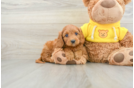 Cavapoo Pup Being Cute