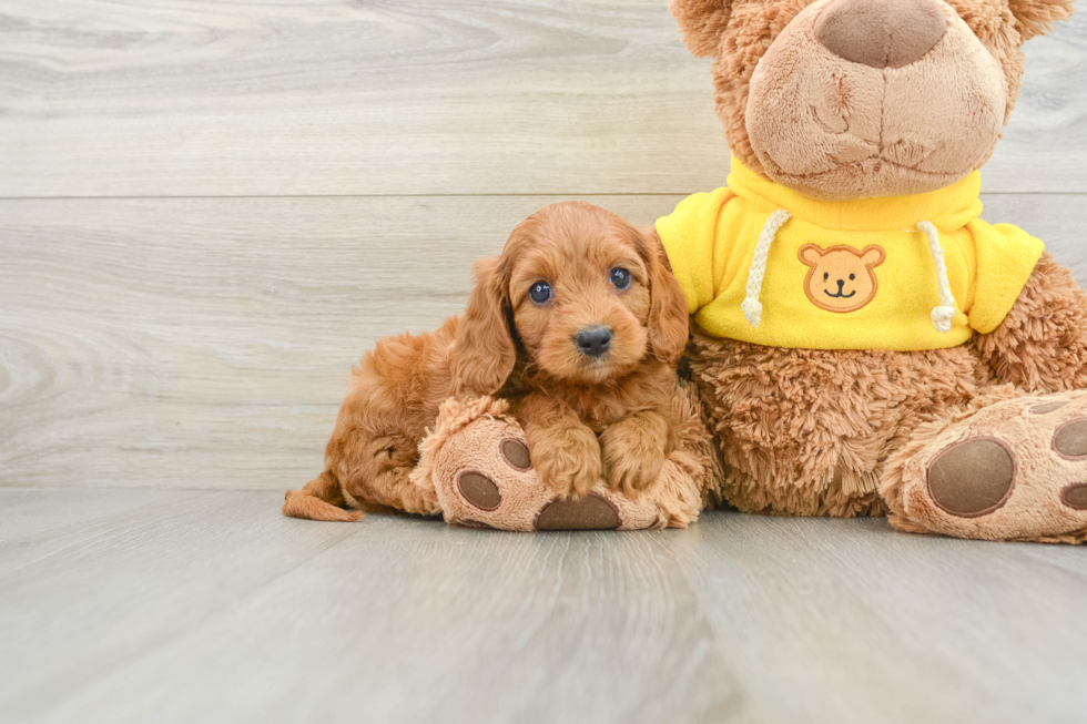 Cavapoo Pup Being Cute