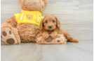 Playful Cavapoodle Poodle Mix Puppy