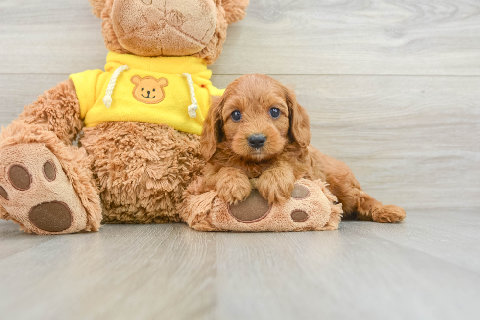 Playful Cavapoodle Poodle Mix Puppy