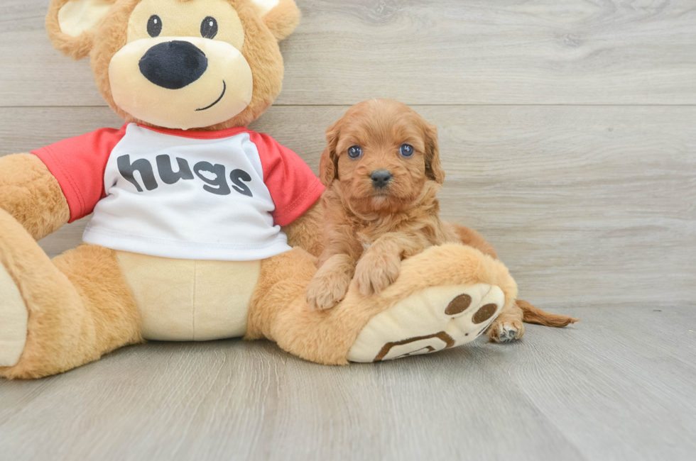 6 week old Cavapoo Puppy For Sale - Premier Pups