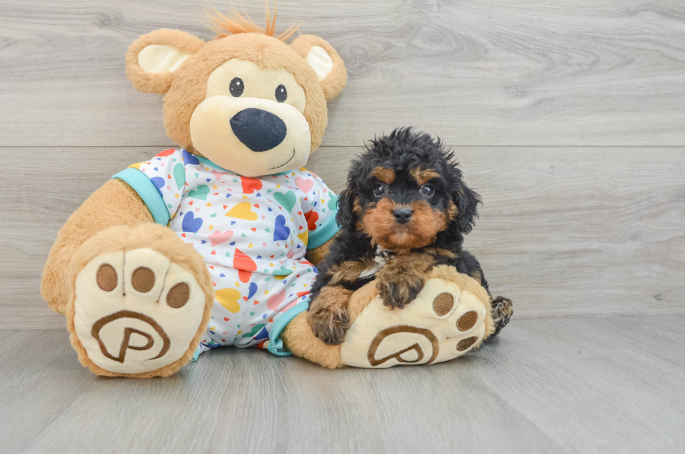 6 week old Cavapoo Puppy For Sale - Premier Pups