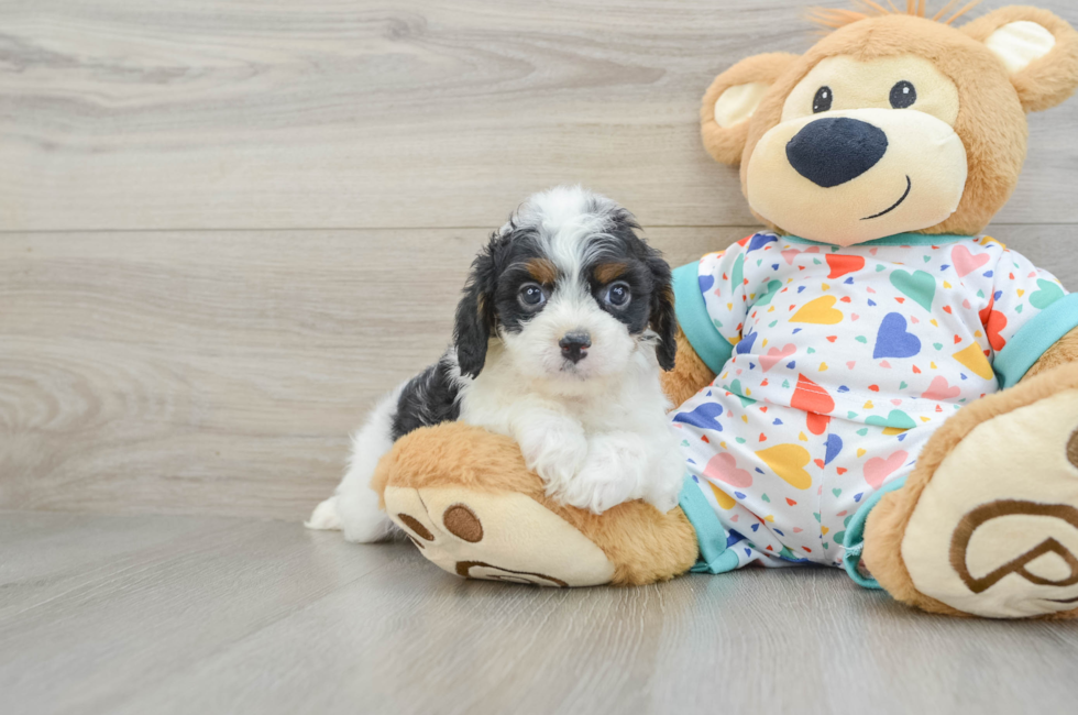 5 week old Cavapoo Puppy For Sale - Premier Pups