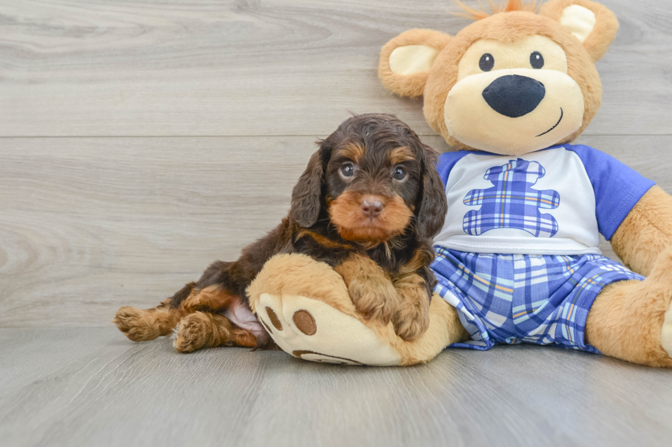 Best Cavapoo Baby