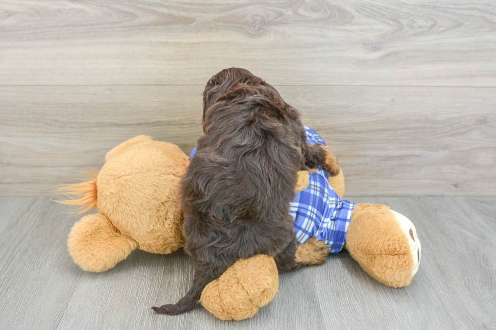 Cavapoo Puppy for Adoption