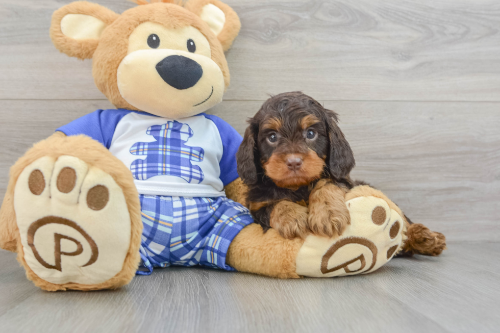 Cavapoo Pup Being Cute