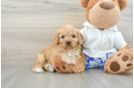 Cavapoo Puppy for Adoption