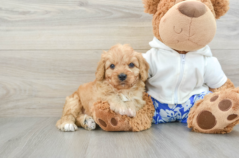 5 week old Cavapoo Puppy For Sale - Premier Pups