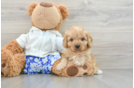 Cavapoo Puppy for Adoption