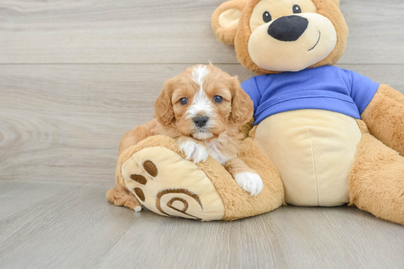 Meet Dale - our Cavapoo Puppy Photo 1/3 - Premier Pups