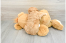 Smart Cavapoo Poodle Mix Pup