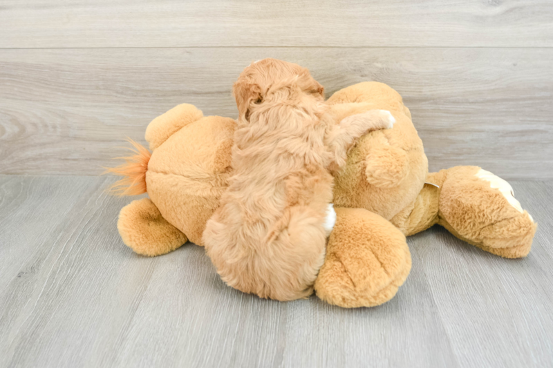 Meet Dale - our Cavapoo Puppy Photo 2/3 - Premier Pups