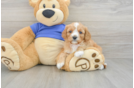 Best Cavapoo Baby
