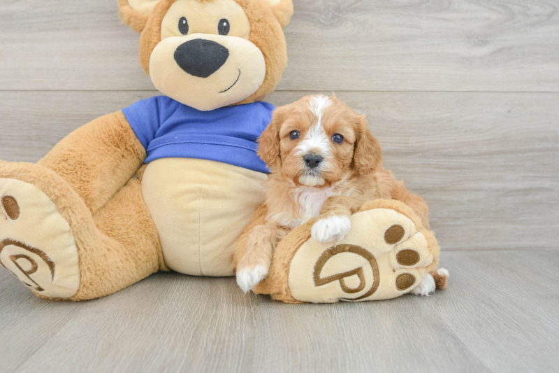 Meet Dale - our Cavapoo Puppy Photo 3/3 - Premier Pups