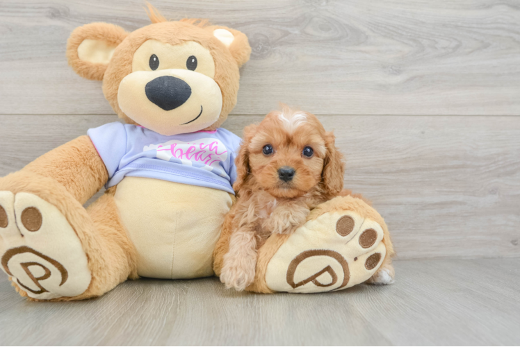 Cavapoo Pup Being Cute
