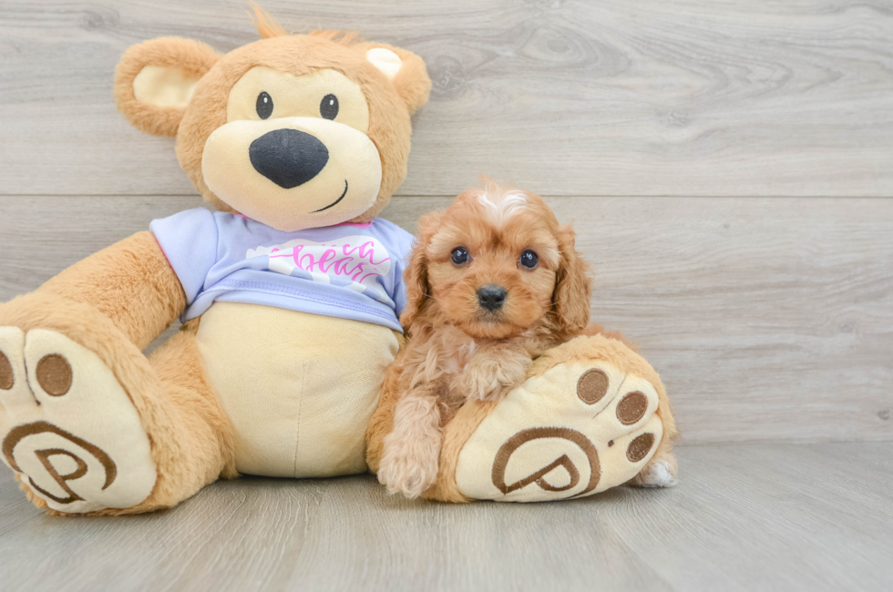 5 week old Cavapoo Puppy For Sale - Premier Pups