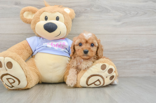 Cavapoo Pup Being Cute