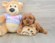 8 week old Cavapoo Puppy For Sale - Premier Pups