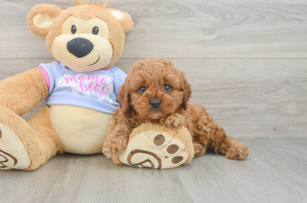 5 week old Cavapoo Puppy For Sale - Premier Pups