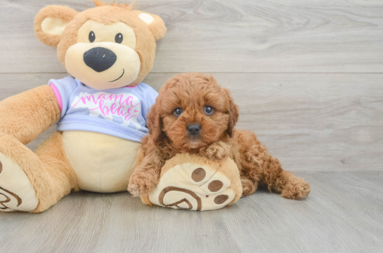 Adorable Cavalier King Charles Spaniel and Poodle Mix Poodle Mix Puppy