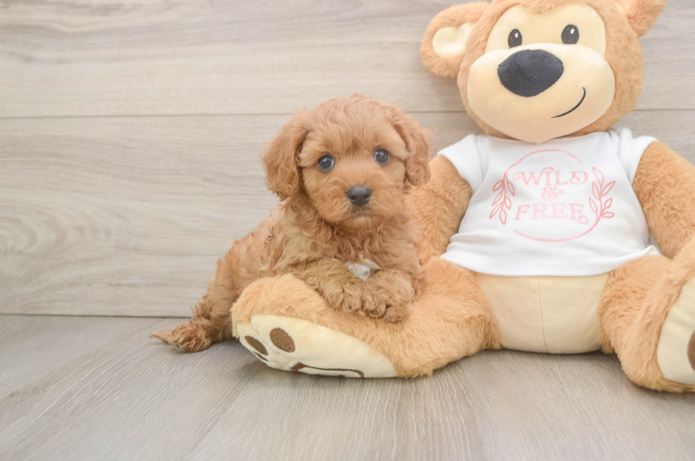 5 week old Cavapoo Puppy For Sale - Premier Pups