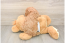 Adorable Cavalier King Charles Spaniel and Poodle Mix Poodle Mix Puppy