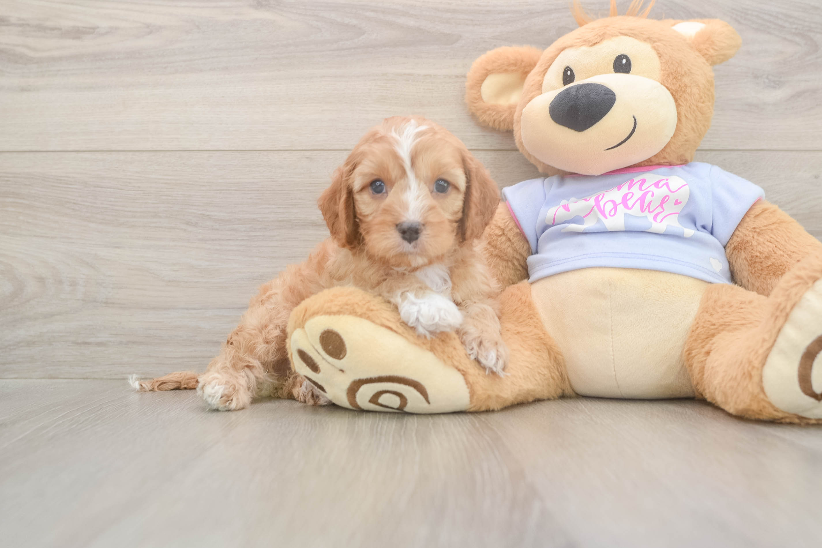 Little Cavipoo Poodle Mix Puppy