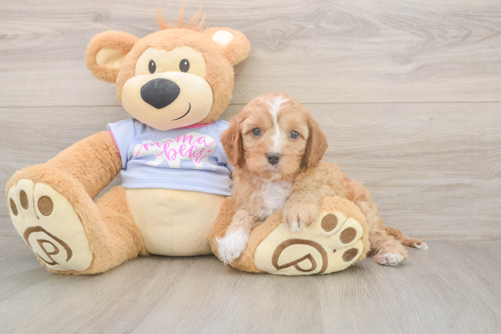 Friendly Cavapoo Baby