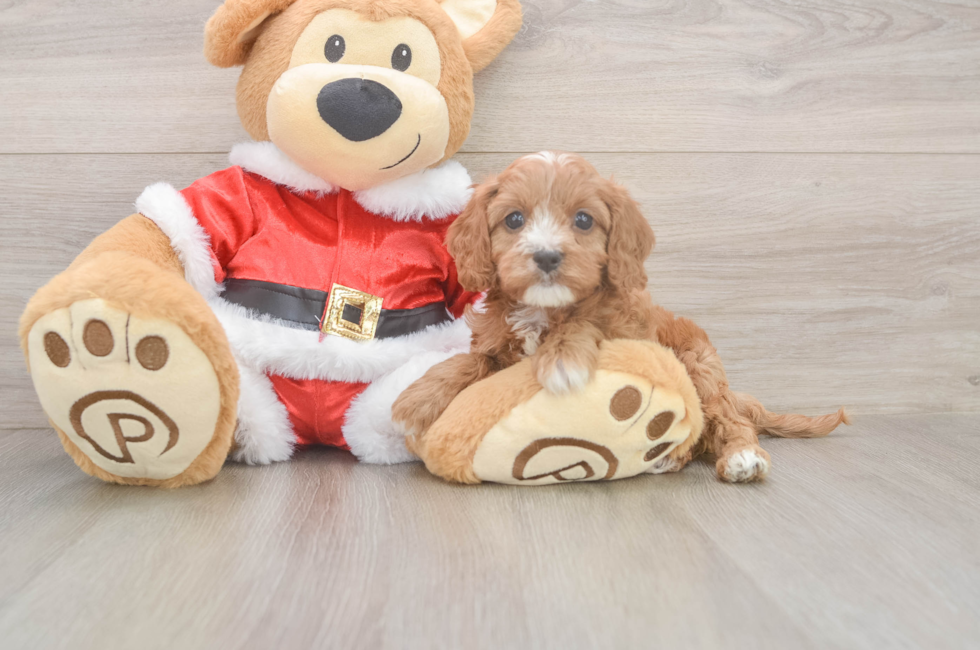 5 week old Cavapoo Puppy For Sale - Premier Pups