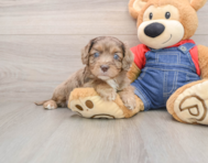 8 week old Cavapoo Puppy For Sale - Premier Pups