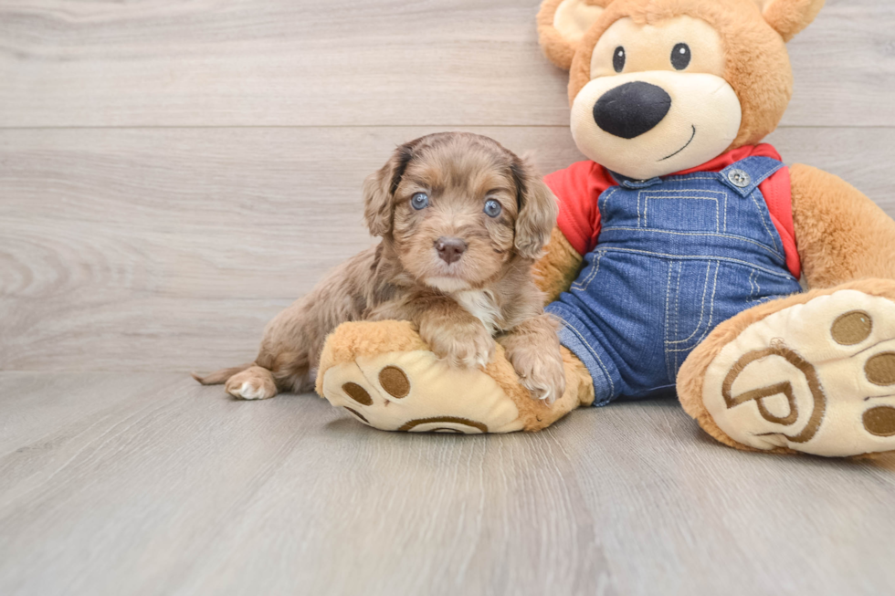 Happy Cavapoo Baby