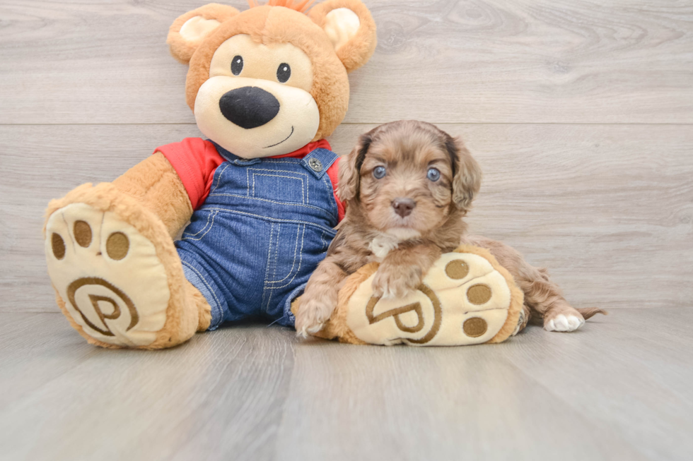 Adorable Cavalier King Charles Spaniel and Poodle Mix Poodle Mix Puppy
