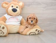 7 week old Cavapoo Puppy For Sale - Premier Pups