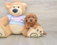 8 week old Cavapoo Puppy For Sale - Premier Pups