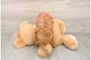 Cavapoo Pup Being Cute