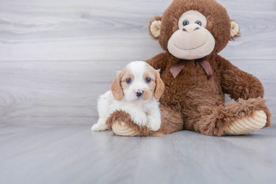 Friendly Cavapoo Baby