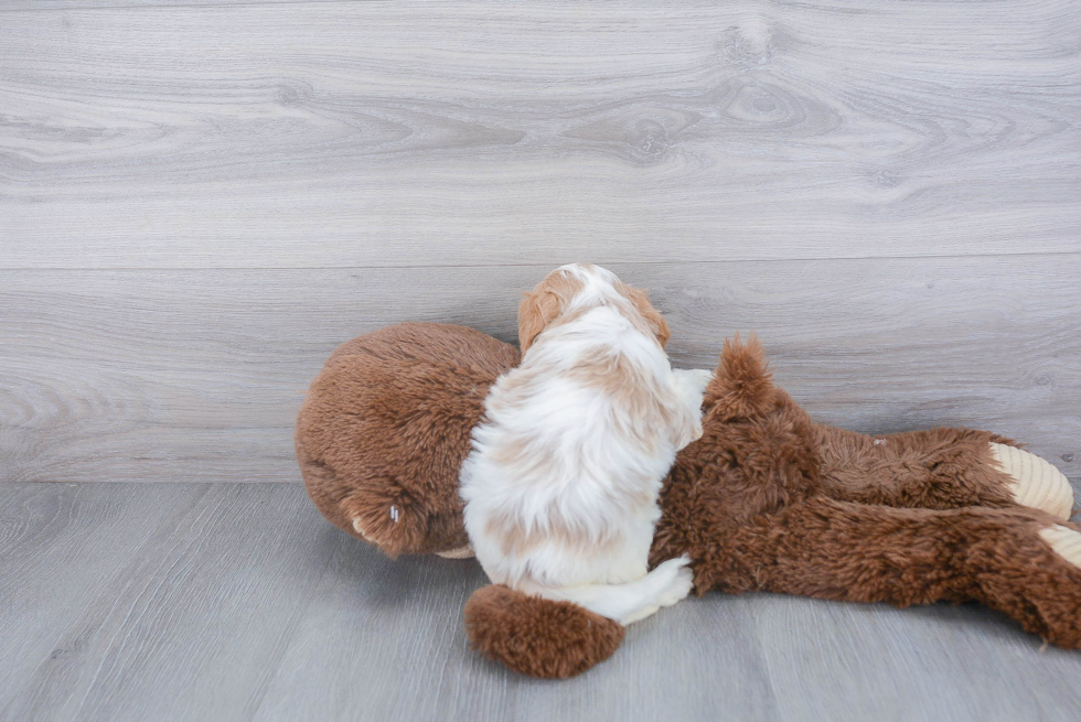 Small Cavapoo Baby