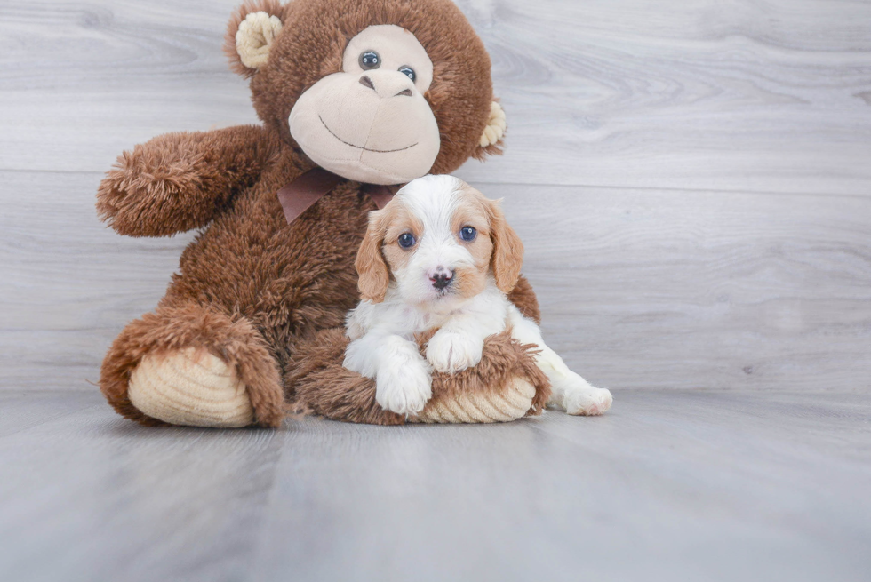 Cute Cavapoo Baby