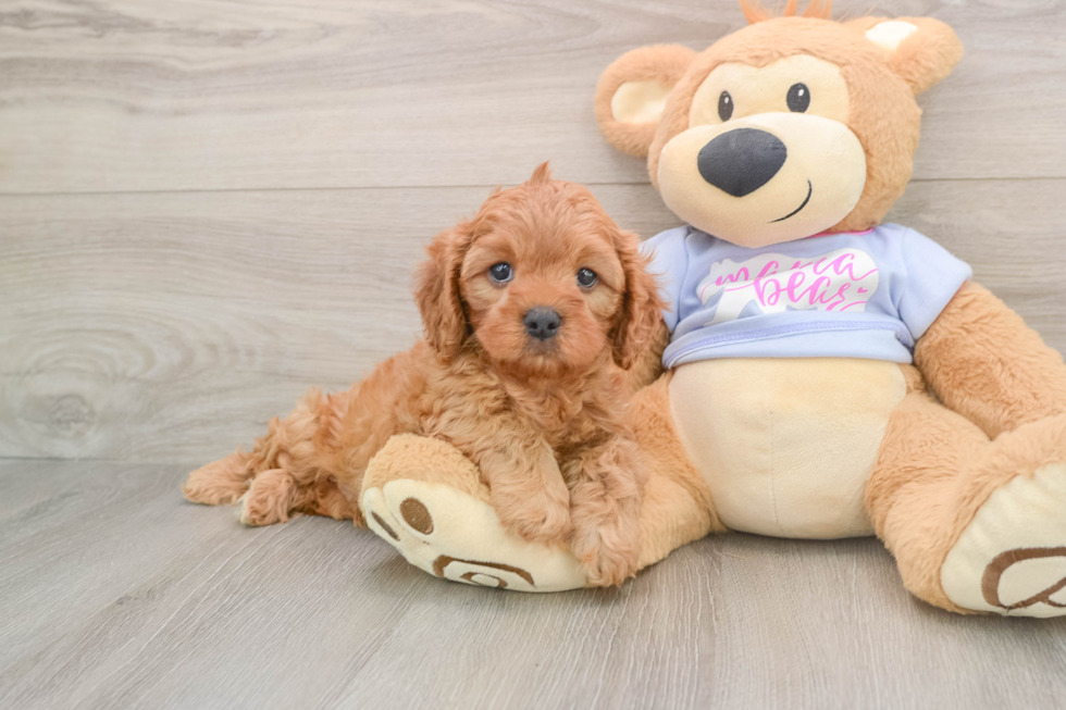 Best Cavapoo Baby