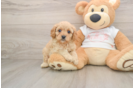 Fluffy Cavapoo Poodle Mix Pup