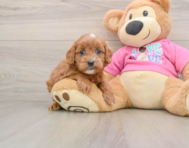 7 week old Cavapoo Puppy For Sale - Premier Pups