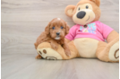 Happy Cavapoo Baby