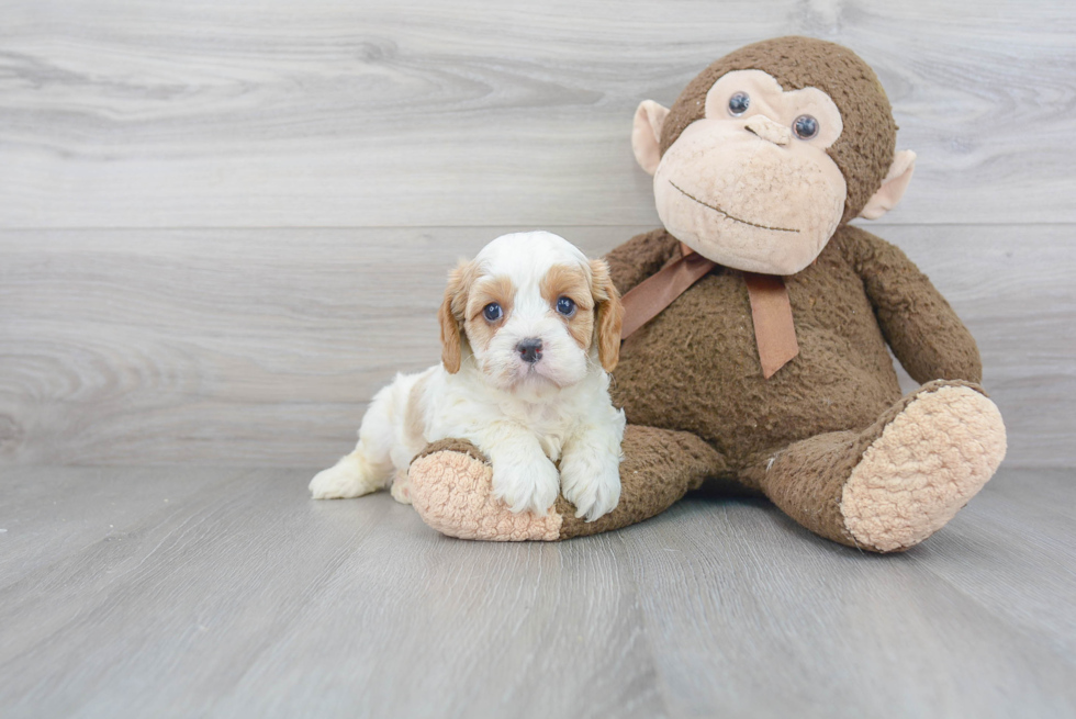 Cavapoo Puppy for Adoption