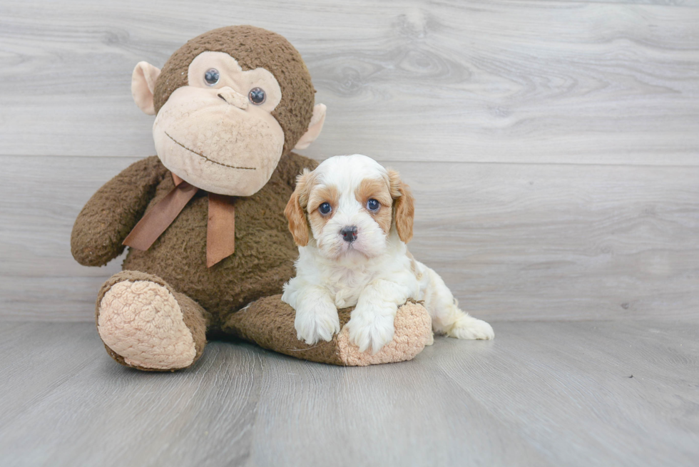 Best Cavapoo Baby