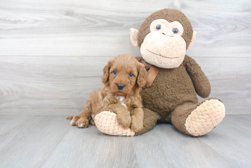 Best Cavapoo Baby