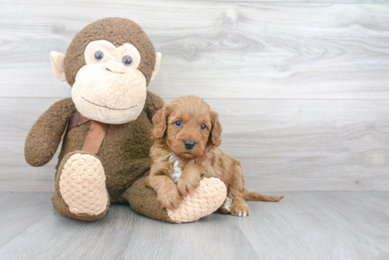 Cavapoo Puppy for Adoption