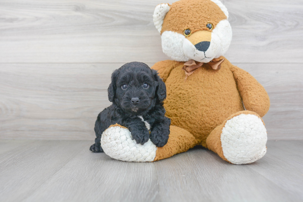 Cute Cavapoo Baby