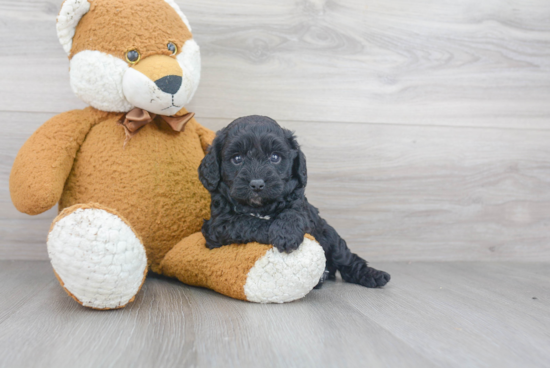 Petite Cavapoo Poodle Mix Pup