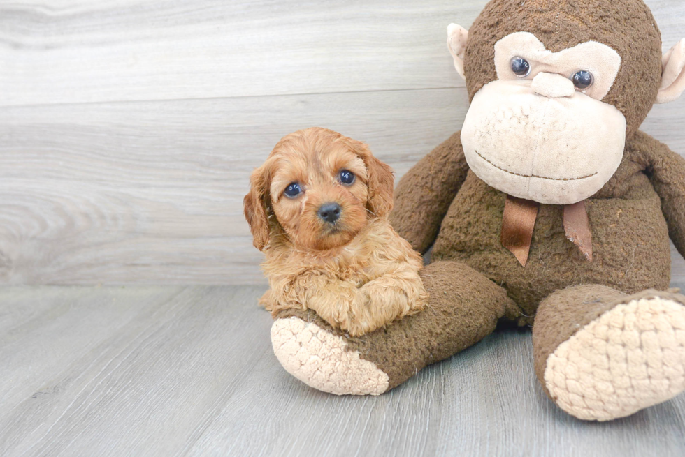 Cavapoo Puppy for Adoption